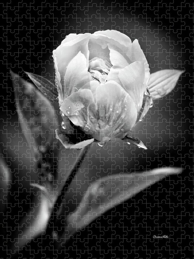 Black And White Jigsaw Puzzle featuring the photograph Black And White Peony Flower by Christina Rollo