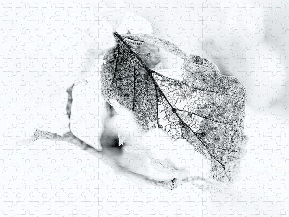 Black And White Jigsaw Puzzle featuring the photograph Black and White Winter Leaf Filigree by Carol Senske