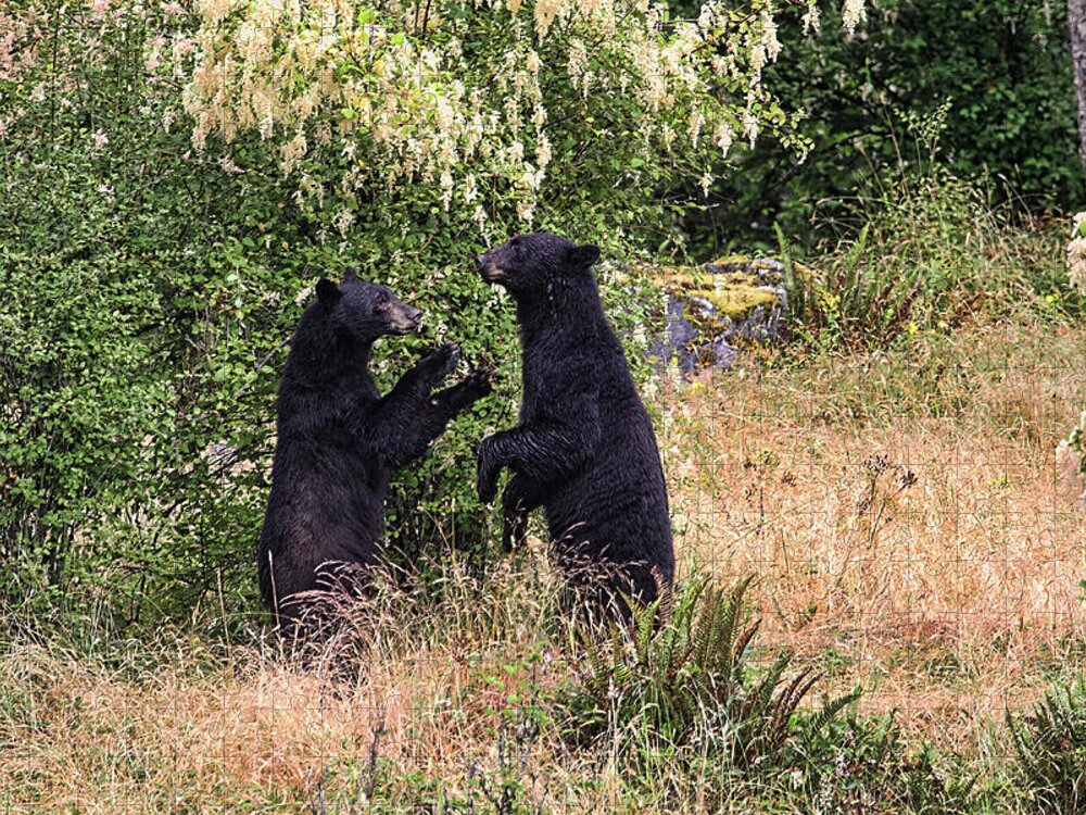 Bears Jigsaw Puzzle featuring the photograph Black Bears Playing by Peggy Collins