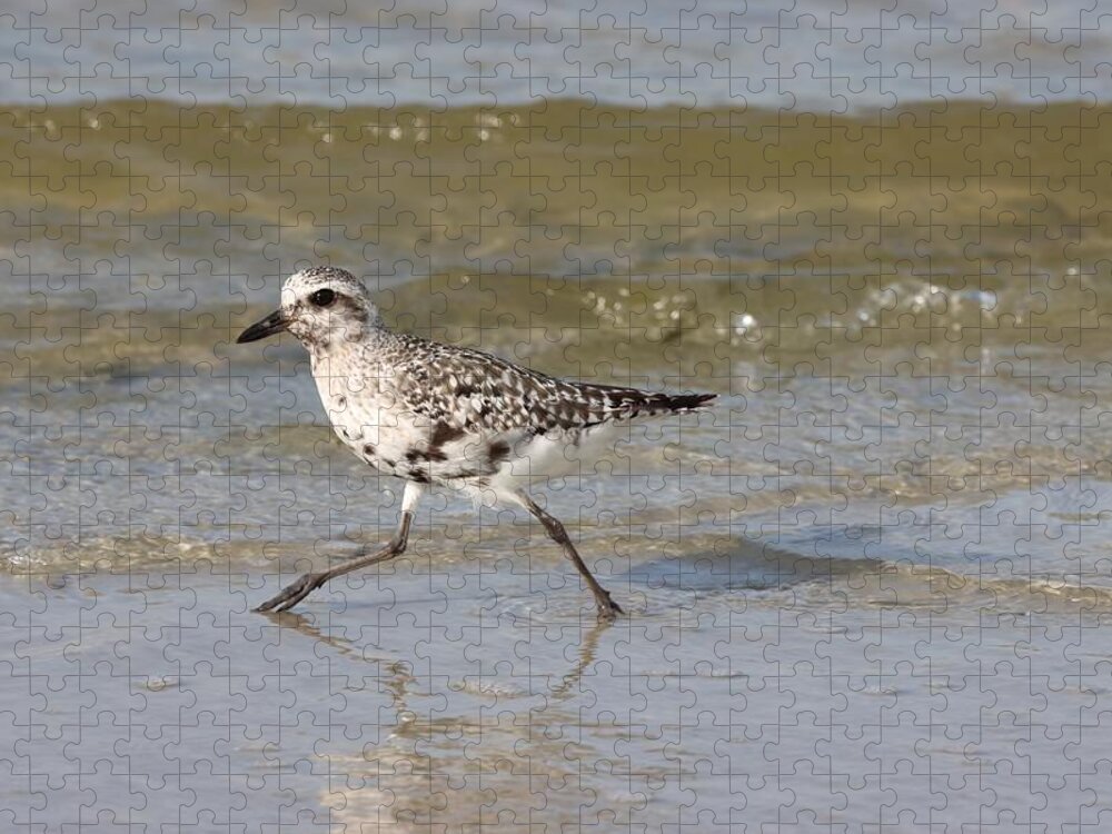 Black-bellied Plover Jigsaw Puzzle featuring the photograph Black-bellied Plover Molting Adult by Mingming Jiang