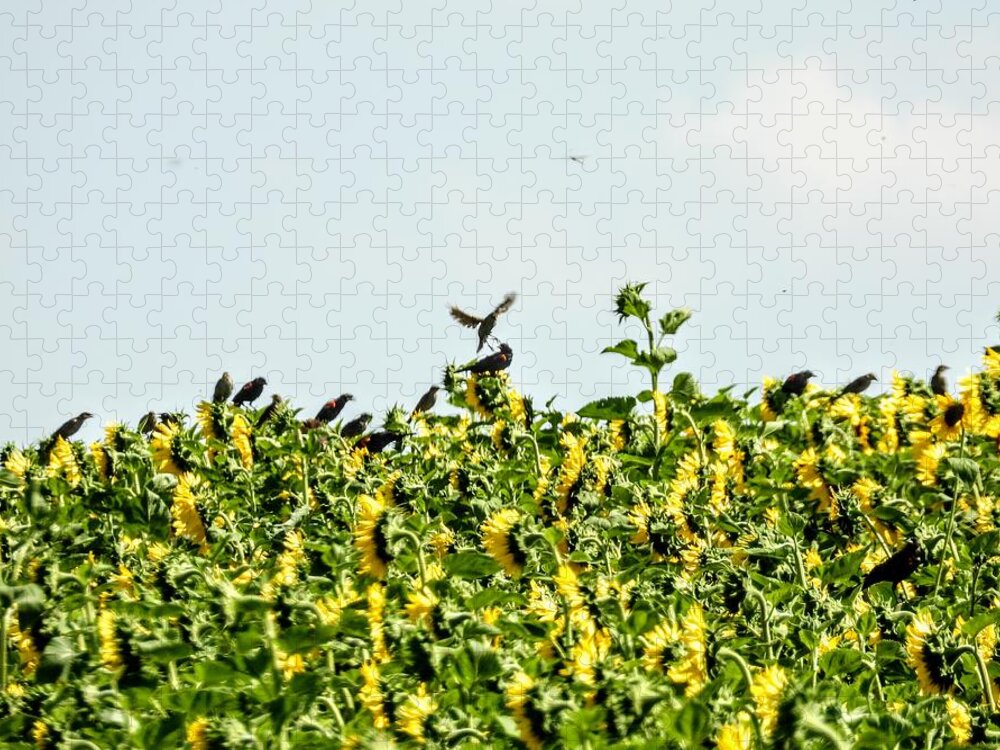 Sunflowers Jigsaw Puzzle featuring the photograph Black Birds in the Sunflowers by Amanda R Wright