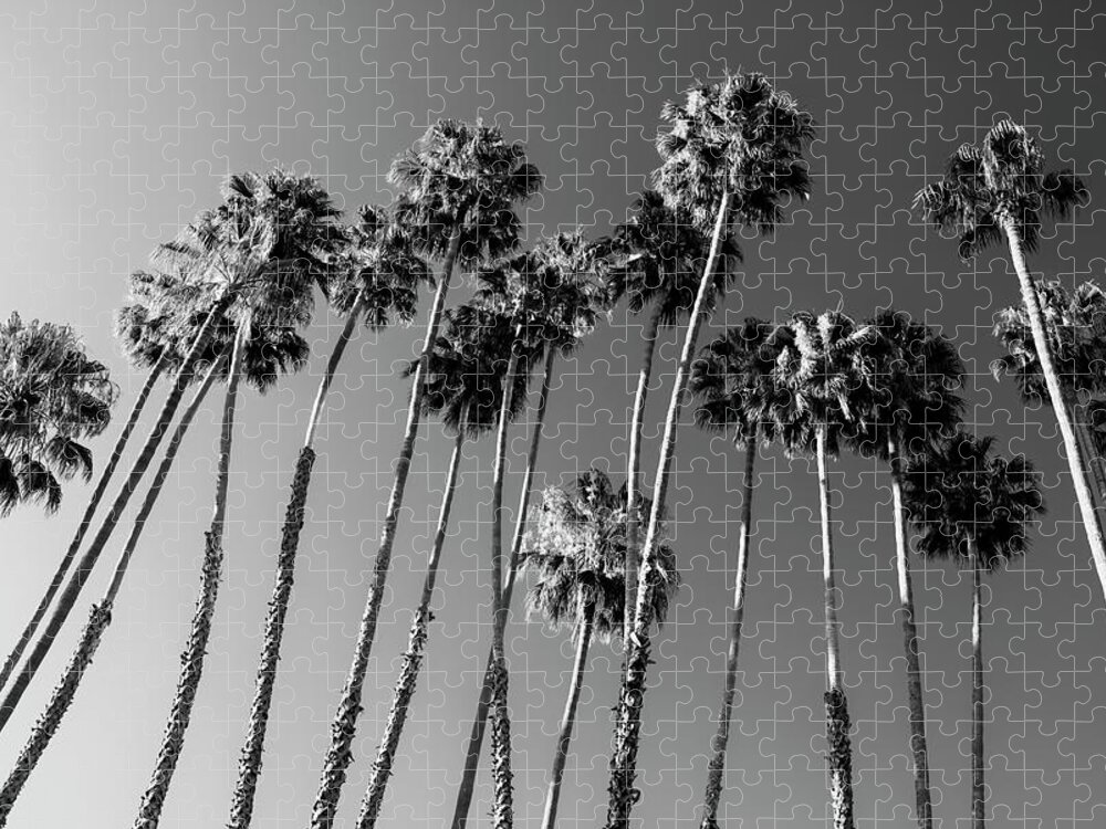 Palm Trees Jigsaw Puzzle featuring the photograph Black California Series - Palm Trees Family by Philippe HUGONNARD