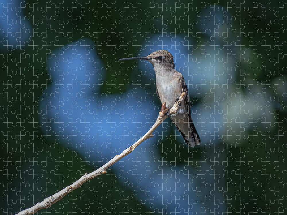 Black Chinned Hummingbird Jigsaw Puzzle featuring the photograph Black Chinned Hummingbird 3 by Rick Mosher