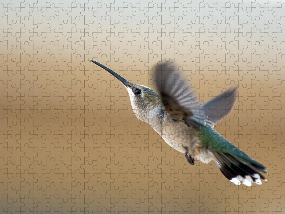 Black Chinned Hummingbird Jigsaw Puzzle featuring the photograph Black Chinned Hummingbird 5 by Rick Mosher