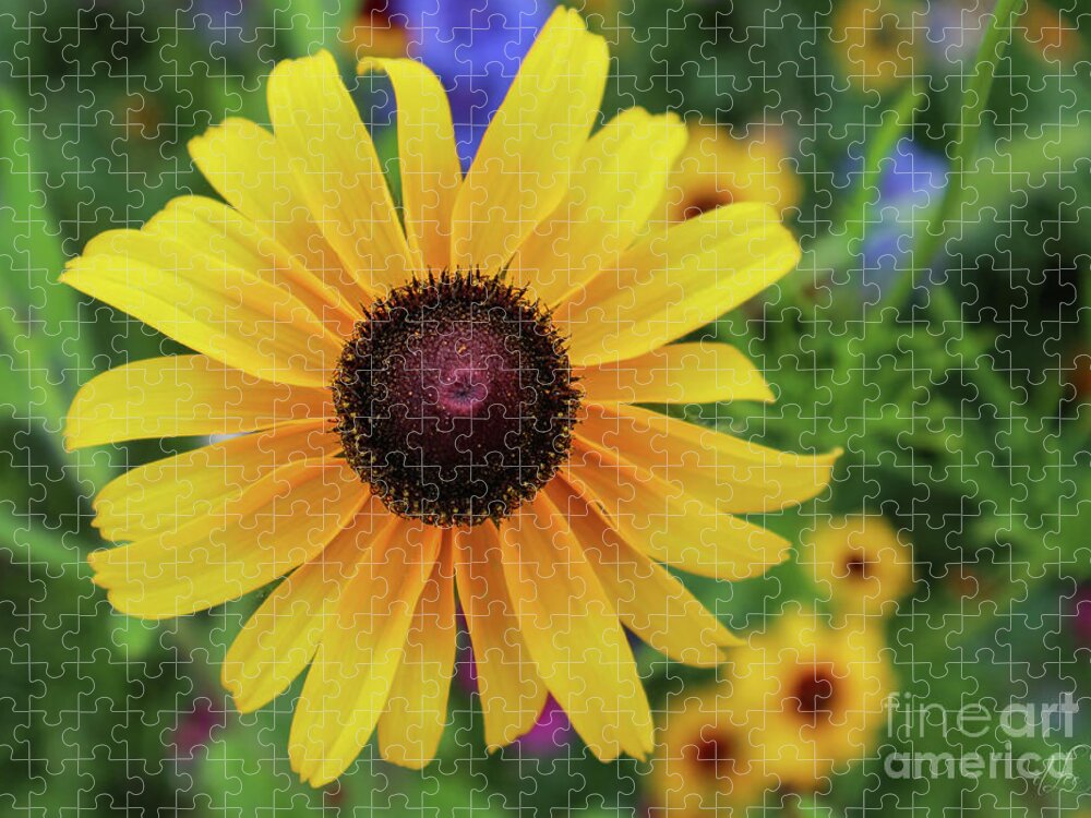 Black-eyed Susans Jigsaw Puzzle featuring the photograph Black-Eyed Susan Blooming Brightly by D Lee