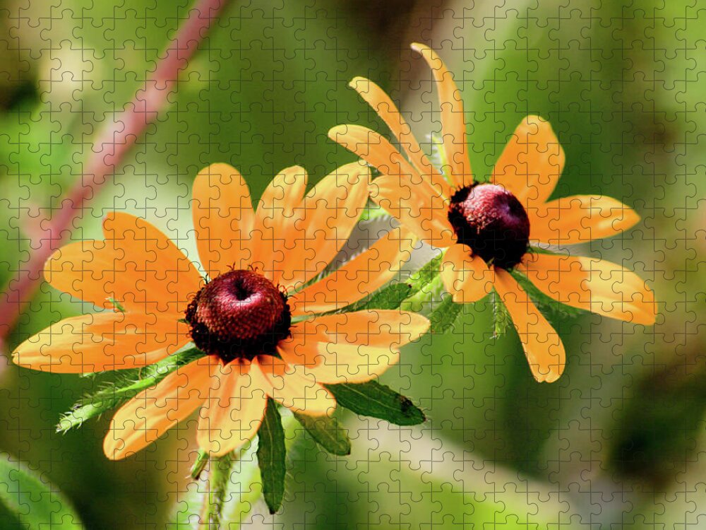 Black-eyed Susan Jigsaw Puzzle featuring the photograph Black-Eyed Susan Double by Rich S