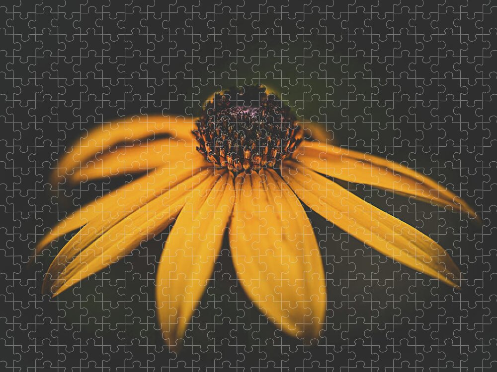 Black-eyed Susan Jigsaw Puzzle featuring the photograph Black-eyed Susan by Lori Rowland