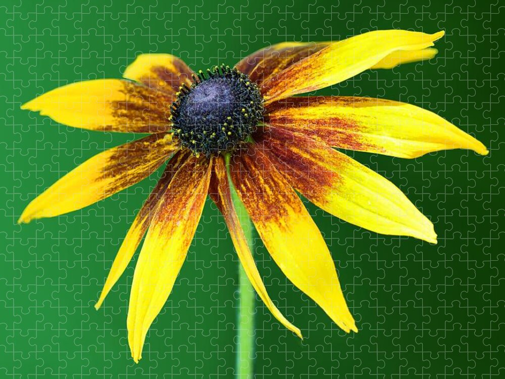 Flower Jigsaw Puzzle featuring the photograph Black-eyed Susan on Green by Nikolyn McDonald