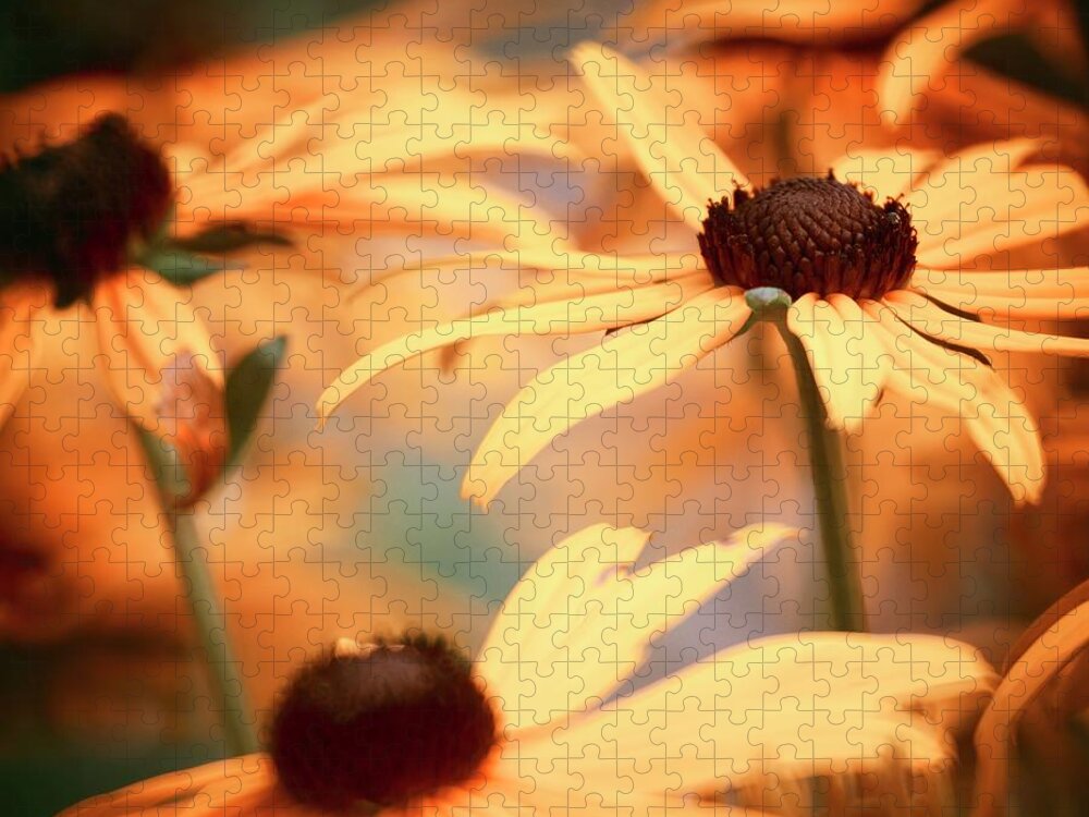 Black Eyed Susan Jigsaw Puzzle featuring the photograph Black Eyed Susan by RicharD Murphy