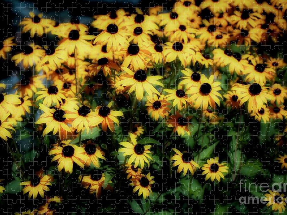 Black-eyed Susan Jigsaw Puzzle featuring the photograph Black Eyed Susan by Veronica Batterson