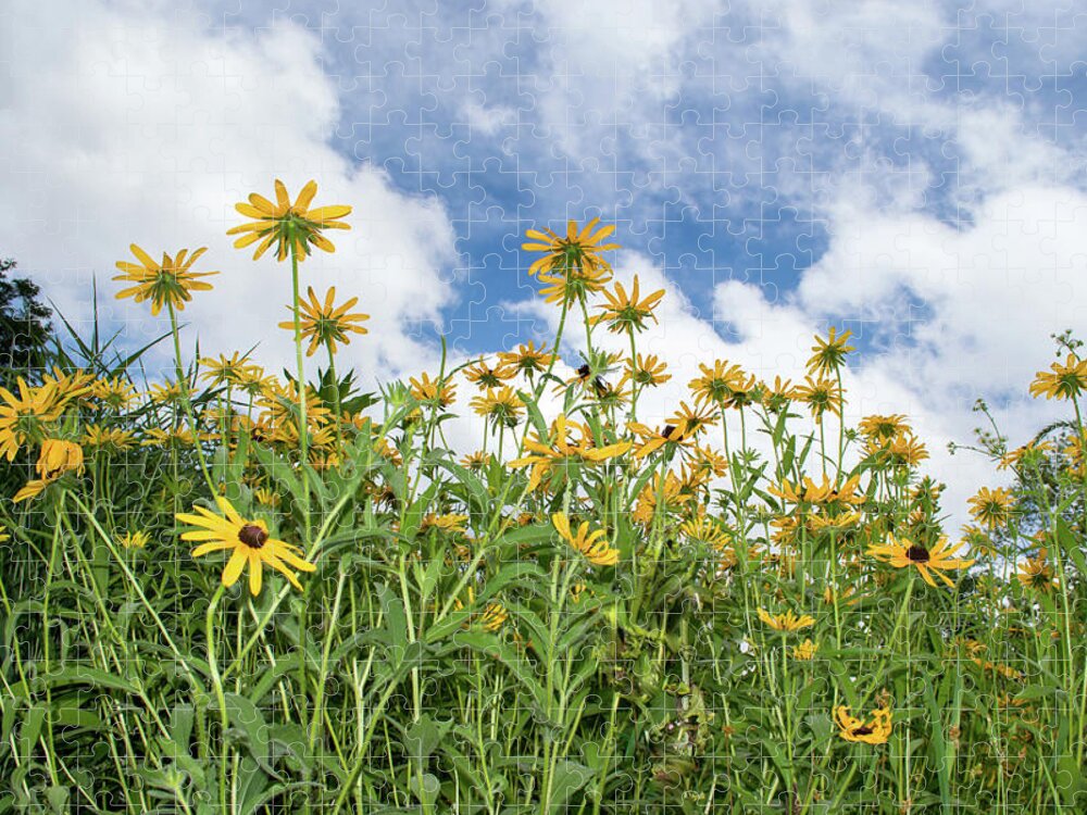 Black-eyed Susans Jigsaw Puzzle featuring the photograph Black-eyed Susans by Lisa Blake
