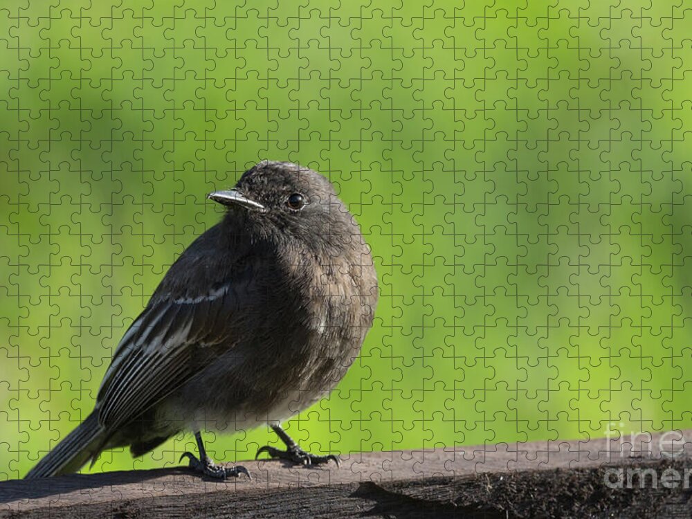 Bird Jigsaw Puzzle featuring the photograph Black Phoebe by Eva Lechner