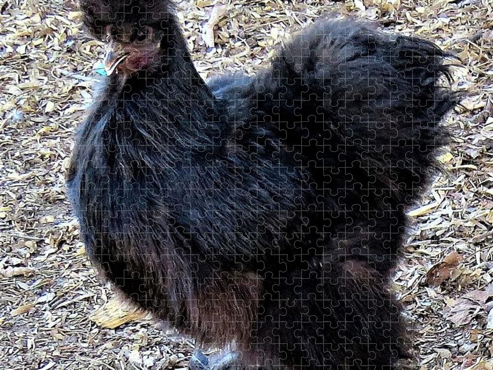 Black Chickens Jigsaw Puzzle featuring the photograph Black Silkie Bantam by Linda Stern