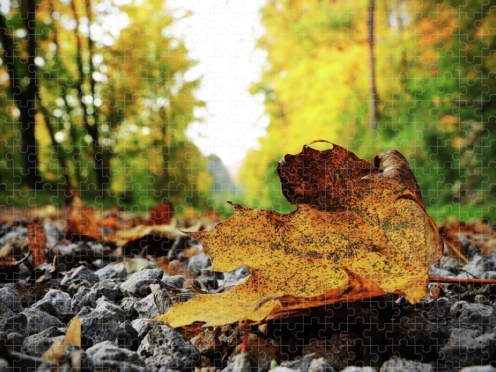Acer Jigsaw Puzzle featuring the photograph Black spotted yellow marple leaf on gravel road which surrounded forest, which playing many colors. Pinch of autumn in semptember by Vaclav Sonnek