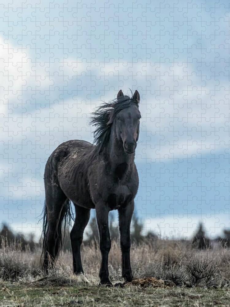 Harem Stallion Jigsaw Puzzle featuring the photograph Black Stallion from the South Steens Herd by Belinda Greb
