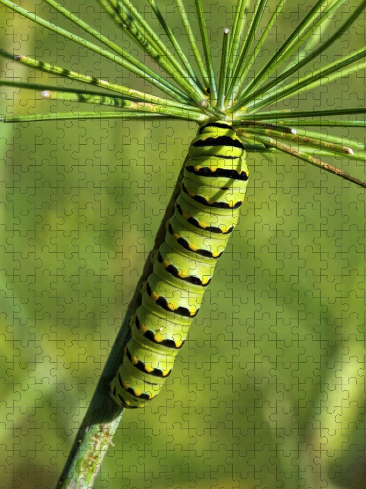  Jigsaw Puzzle featuring the photograph Black Swallowtail Caterpillar on Dill Plant by Kathy Clark