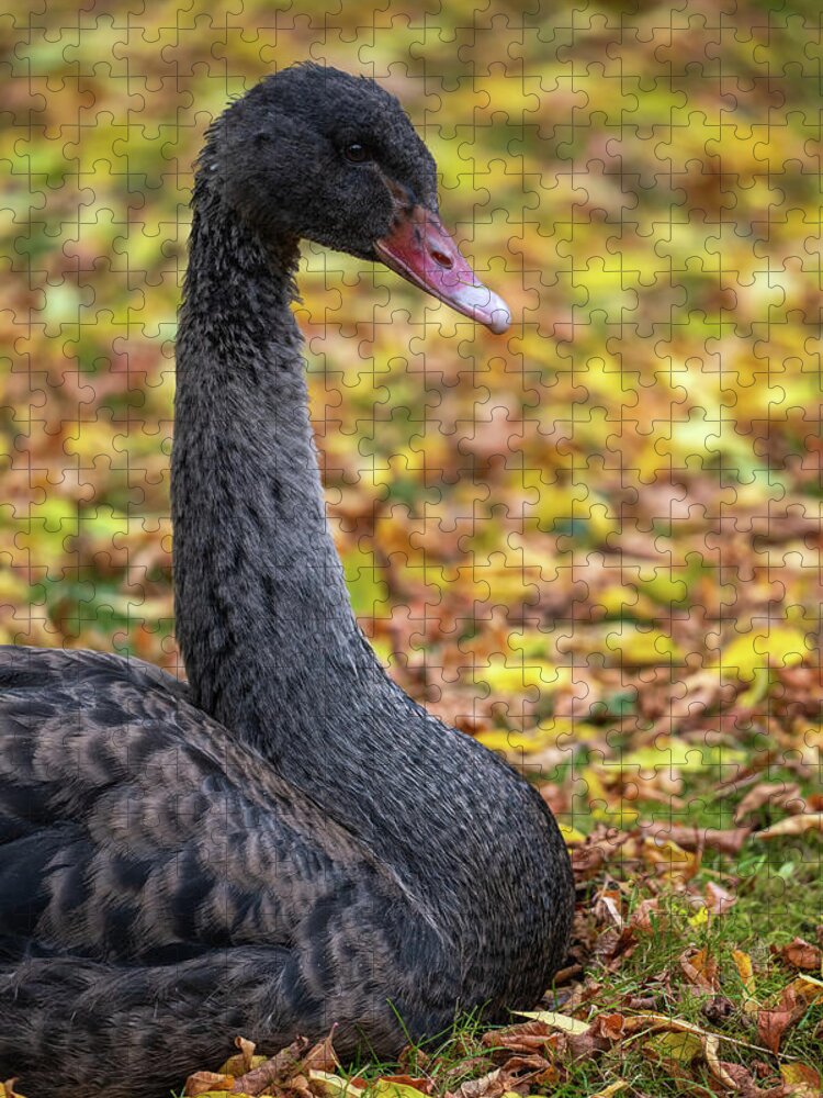 Black Jigsaw Puzzle featuring the photograph Black Swan Portrait In Autumn Foliage by Artur Bogacki