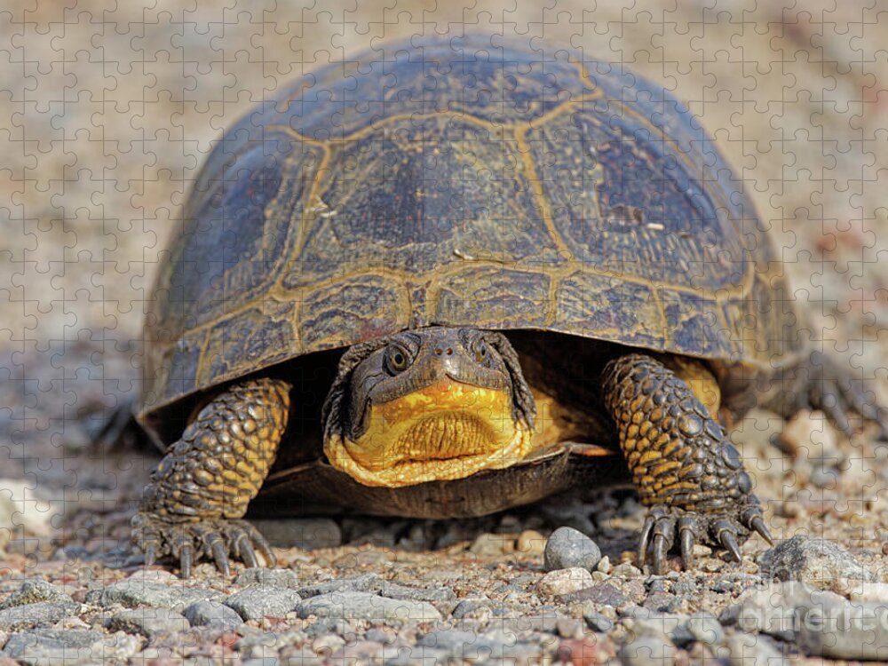 Turtle Jigsaw Puzzle featuring the photograph Blanding Turtle by Natural Focal Point Photography