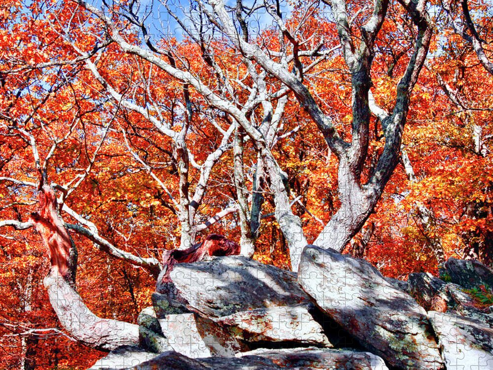 Gray Rocks Jigsaw Puzzle featuring the photograph Blazing Fall Leaves Skyline Dr by The James Roney Collection