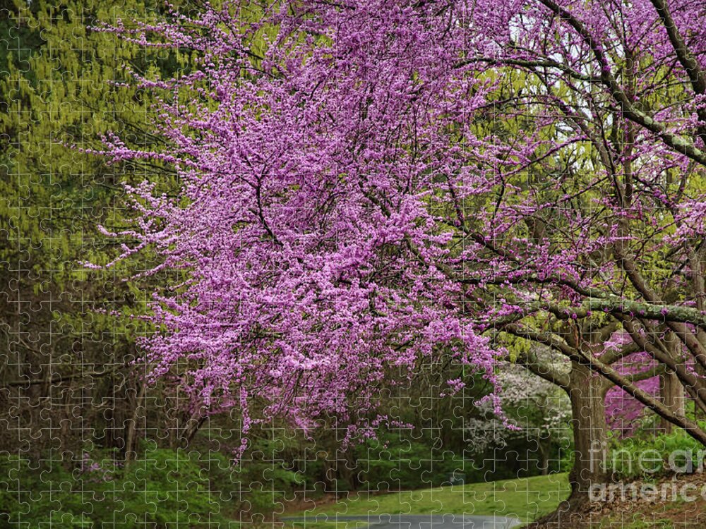 Eastern Rudbud Jigsaw Puzzle featuring the photograph Blooming Redbuds by Amy Dundon