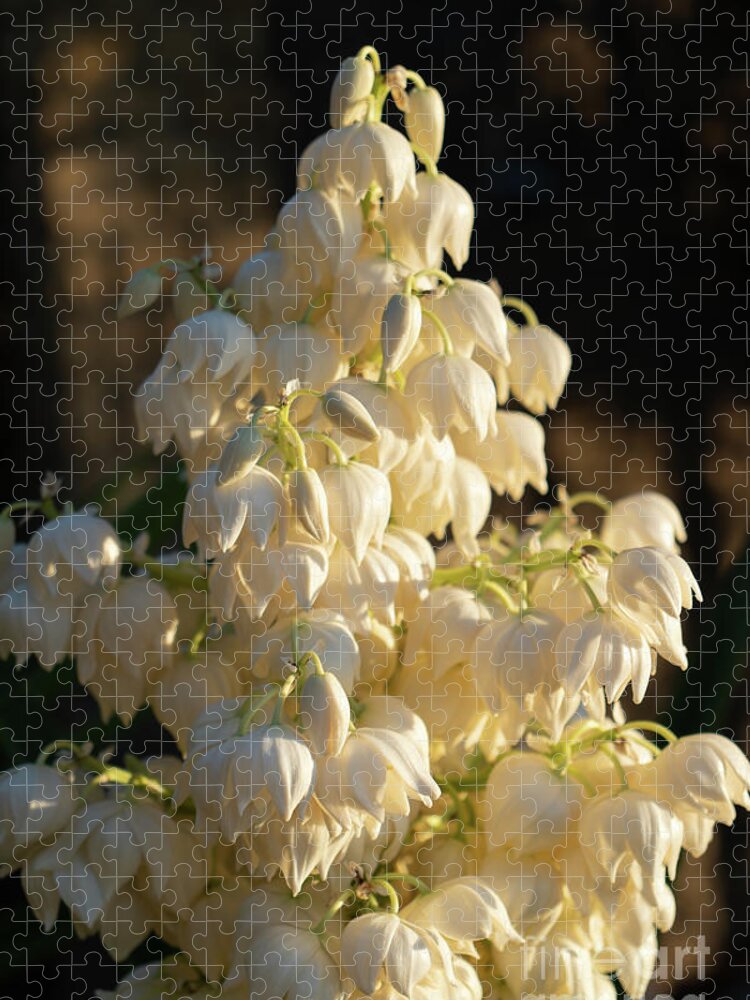 Yucca Palm Jigsaw Puzzle featuring the photograph Blossoms of a Yucca Palm in the golden sunlight 1 by Adriana Mueller