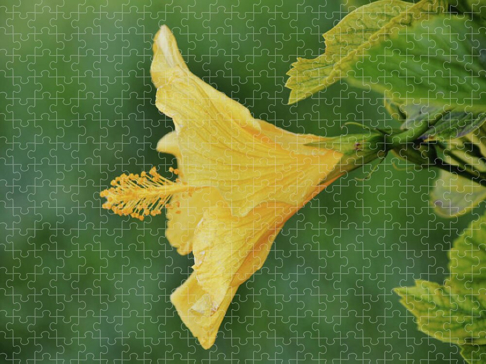 Flower Jigsaw Puzzle featuring the photograph Blow Your Horn Hibiscus Flower by Gaby Ethington