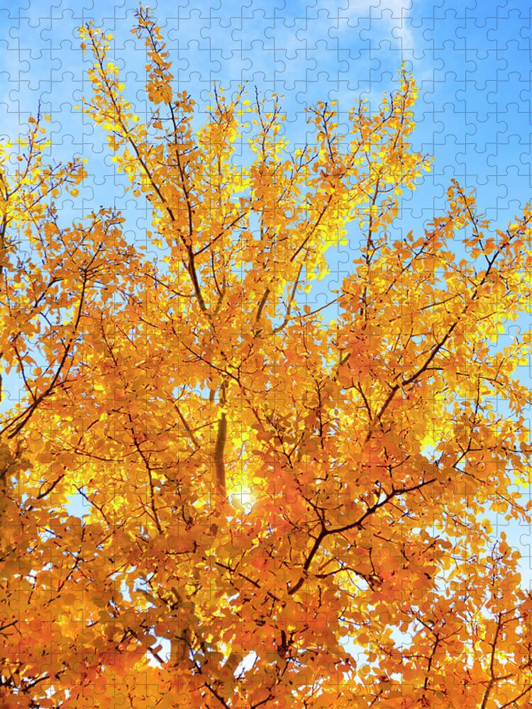 Aspen Jigsaw Puzzle featuring the photograph Blue and Gold by Brian Tada