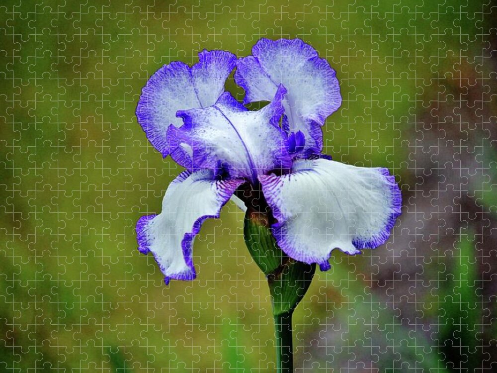 Iris Jigsaw Puzzle featuring the photograph Blue And White Iris by Cynthia Guinn