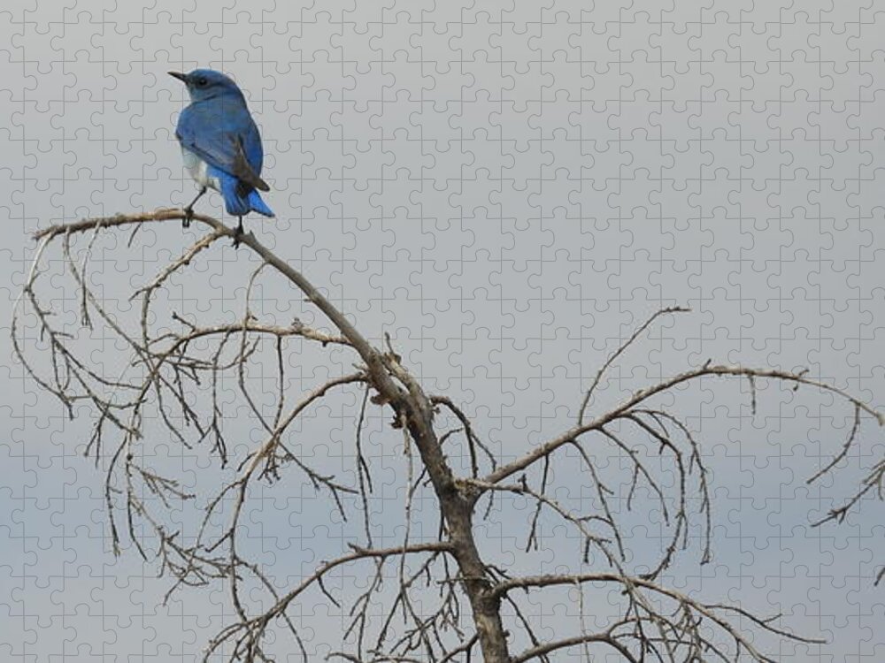 Blue Bird Jigsaw Puzzle featuring the photograph Blue Bird in the Wind 4 by Amanda R Wright