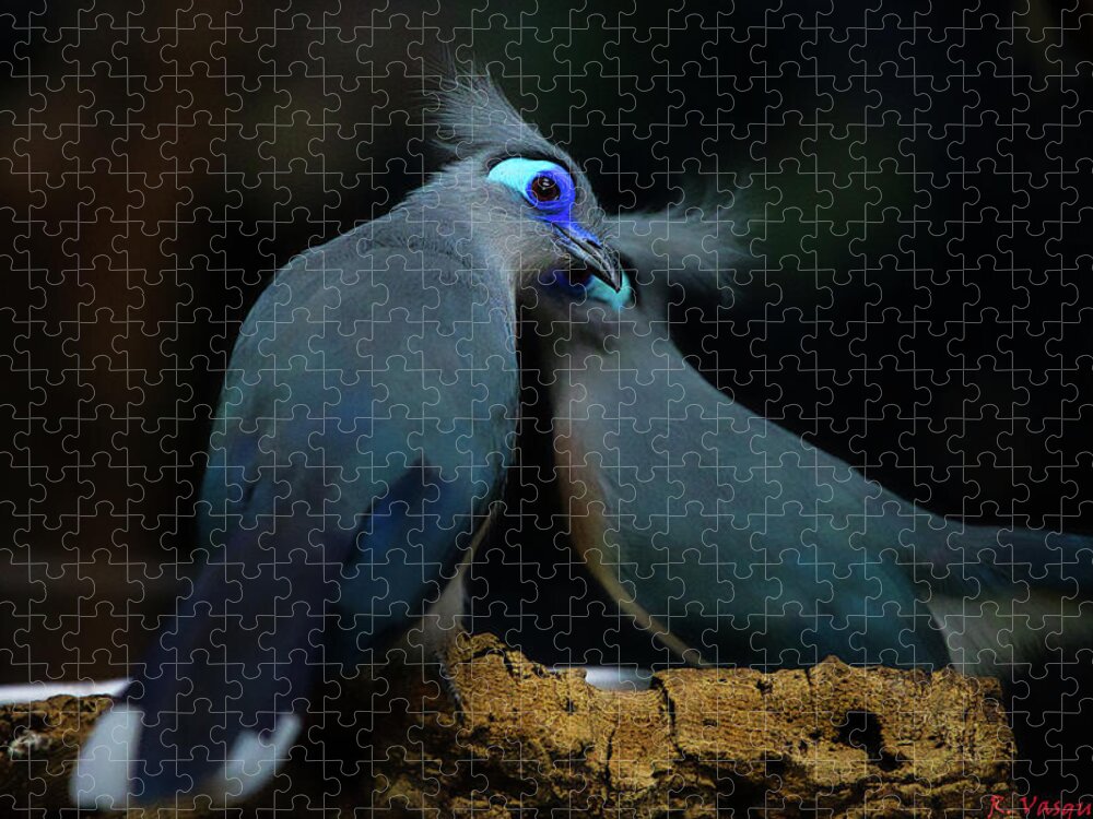 Birds Jigsaw Puzzle featuring the photograph Blue Coua Pair by Rene Vasquez