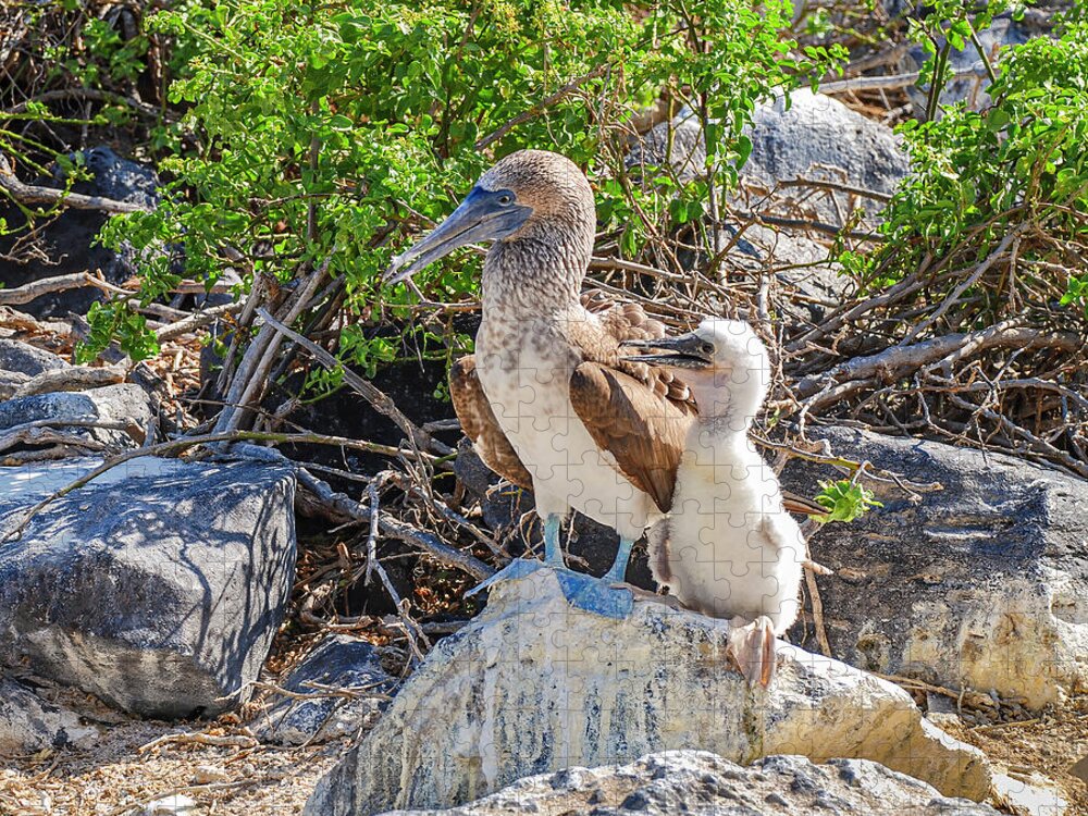 Animals In The Wild Jigsaw Puzzle featuring the photograph Blue-footed Booby hen and her chick by Henri Leduc
