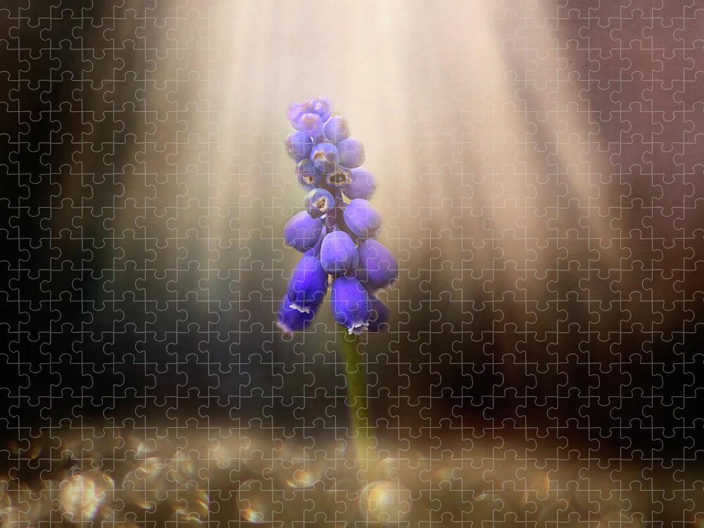 Blue Grape Hyacinth Print Jigsaw Puzzle featuring the photograph Blue Grape Hyacinth Print by Gwen Gibson