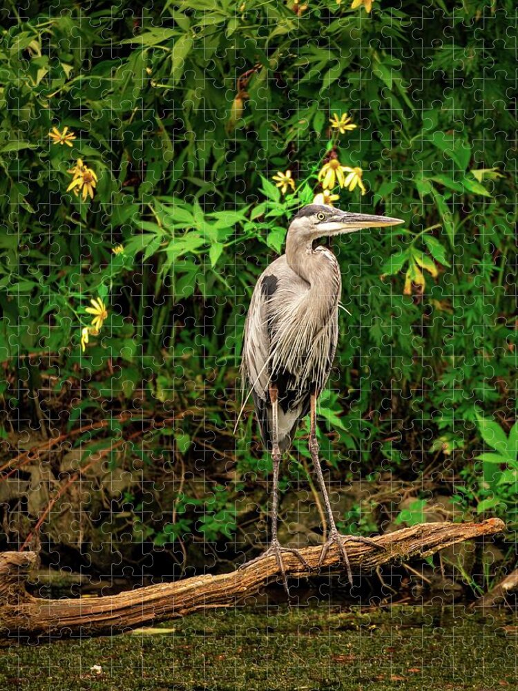 Blue Heron Jigsaw Puzzle featuring the photograph Blue Heron and Yellow Lilies Close Up by Jason Fink