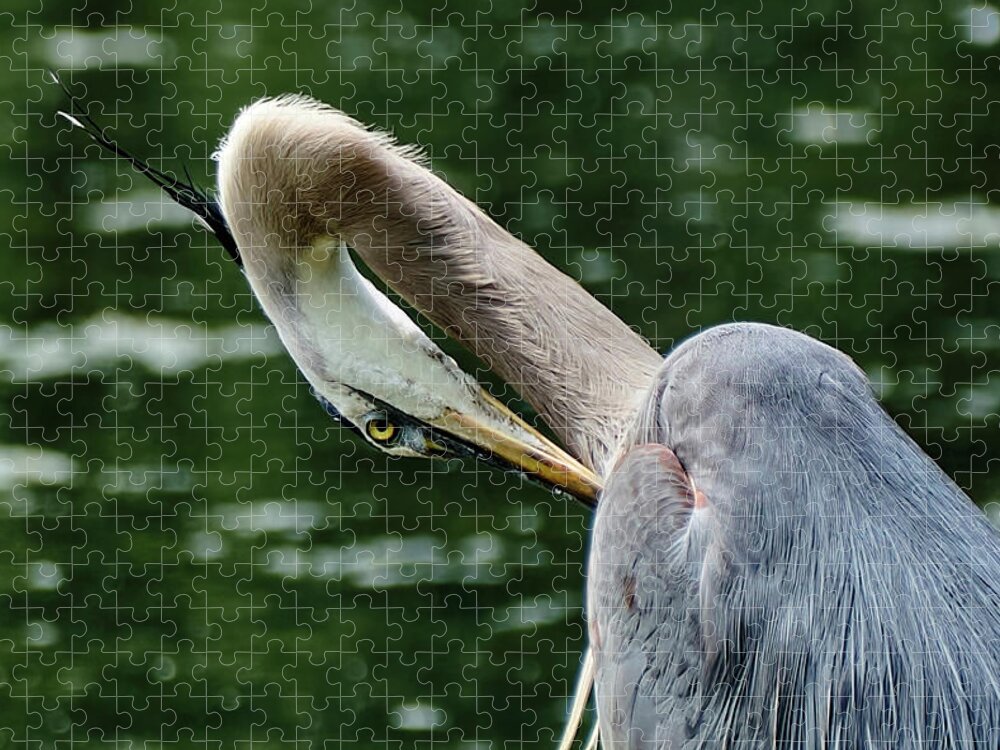 Grand Héron Jigsaw Puzzle featuring the photograph Blue heron close up by Carl Marceau