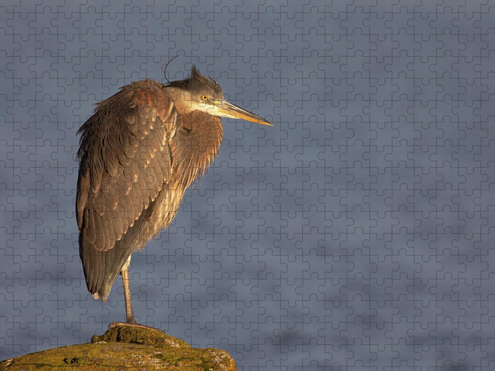 Blue Heron Jigsaw Puzzle featuring the photograph Blue Heron Sunset Horizontal by Michael Rauwolf