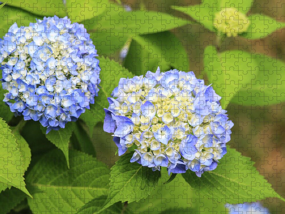 Colors Jigsaw Puzzle featuring the photograph Blue Hydrangea Deux by Tanya Owens