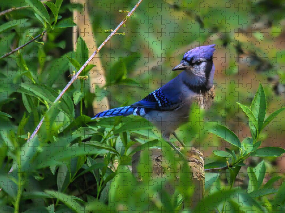 Blue Jay On Fence Post Jigsaw Puzzle featuring the photograph Blue Jay On Fence Post by Bellesouth Studio