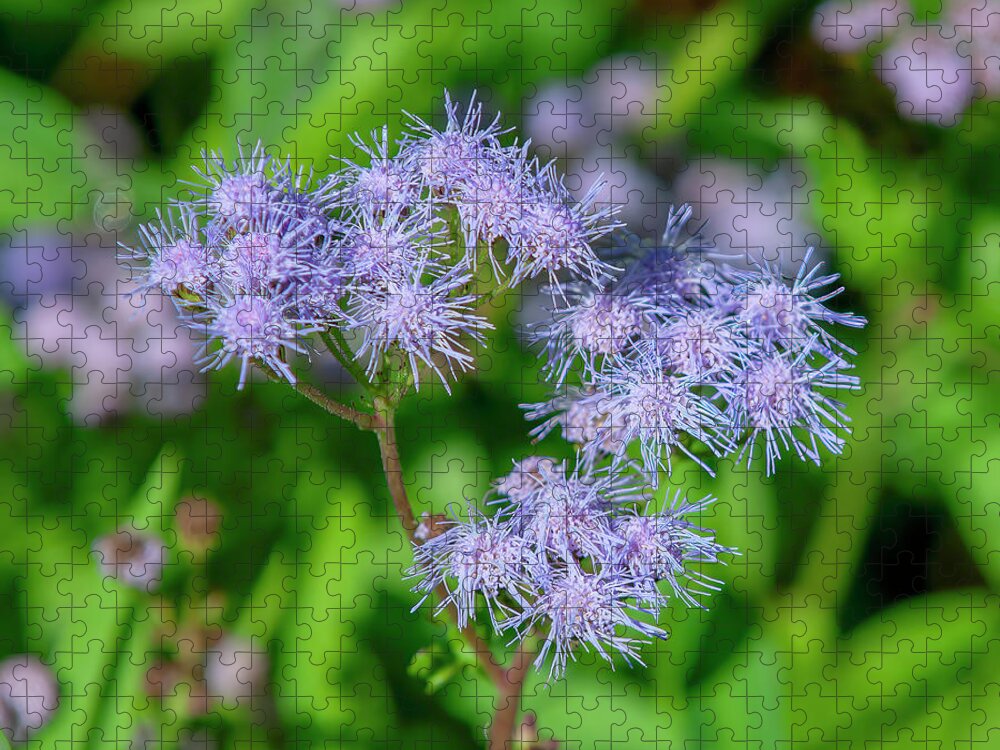 Aster Family Jigsaw Puzzle featuring the photograph Blue Mistflower DFL1215 by Gerry Gantt
