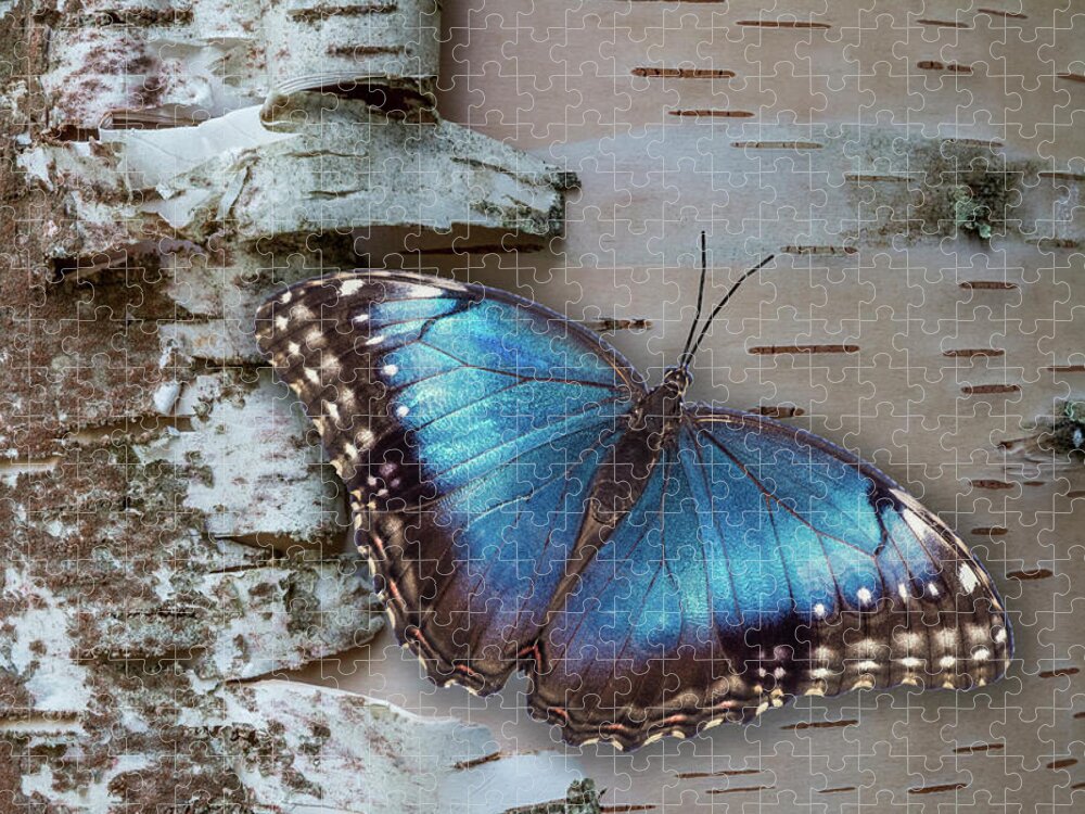 Blue Jigsaw Puzzle featuring the photograph Blue Morpho Butterfly on White Birch Bark by Patti Deters