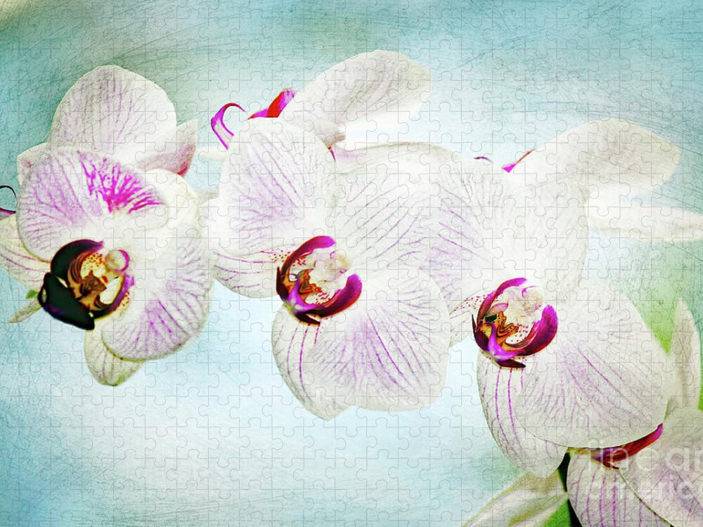 Orchid; Orchids; Purple Orchid; Purple Orchids; Flower; Purple; Purple Flower; Photography; Digital Art; Flowers; Floral; Flora; Digital Art; Photography; Blue; Green; Simple; Decorative; Décor; Macro; Close-up Jigsaw Puzzle featuring the photograph Blue Orchid Arch by Tina Uihlein