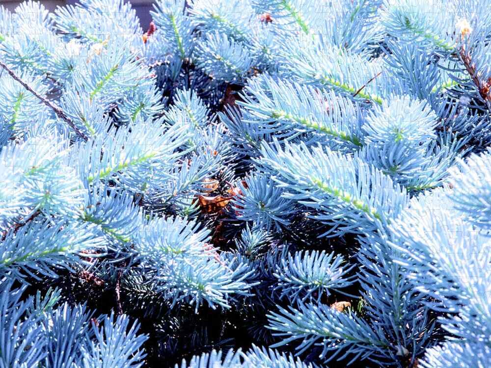 Art Jigsaw Puzzle featuring the photograph Blue Pine Needles by David Desautel
