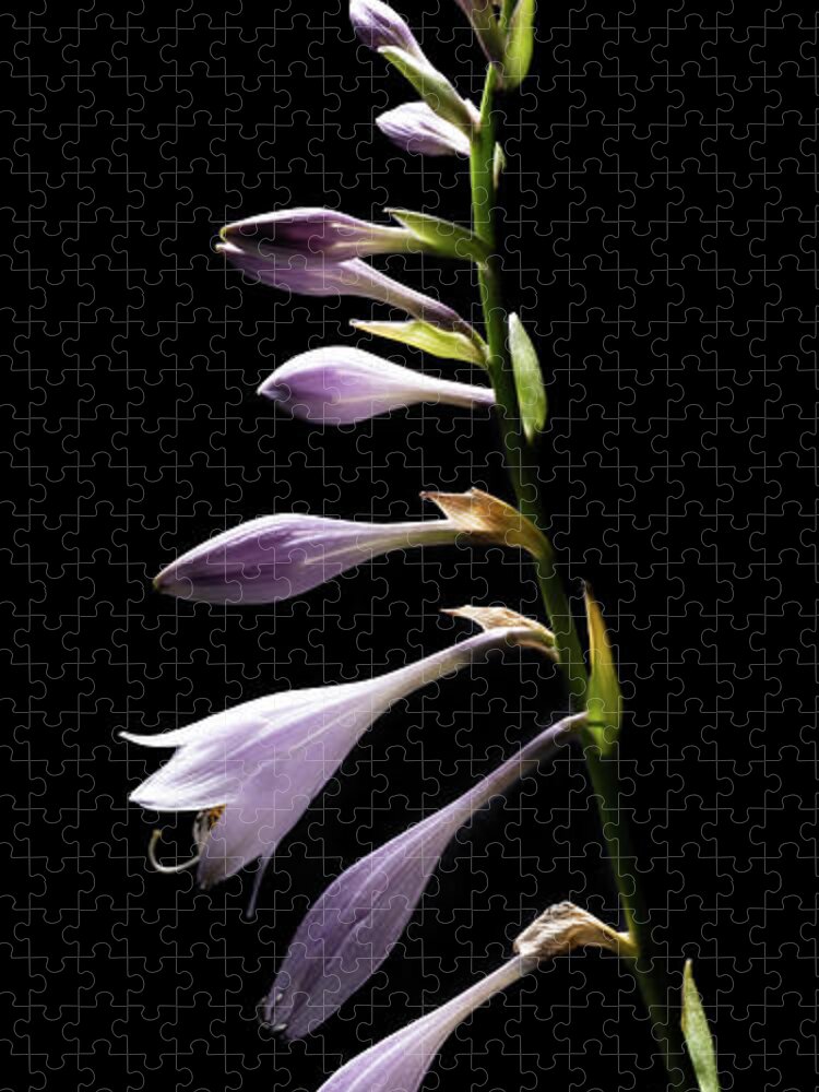 Blue Plantain Lily Jigsaw Puzzle featuring the photograph Blue Plantain Lily 2 by Kevin Suttlehan
