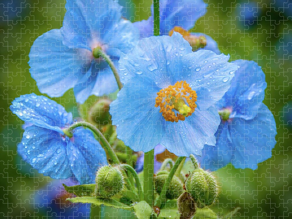 Himalayan Blue Poppies Jigsaw Puzzle featuring the photograph Blue Poppies by Louise Tanguay