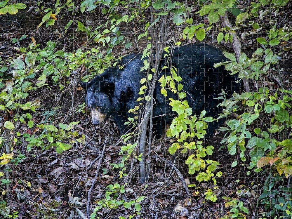 Black Bear Jigsaw Puzzle featuring the photograph Blue Ridge Black Bear by Ronald Lutz