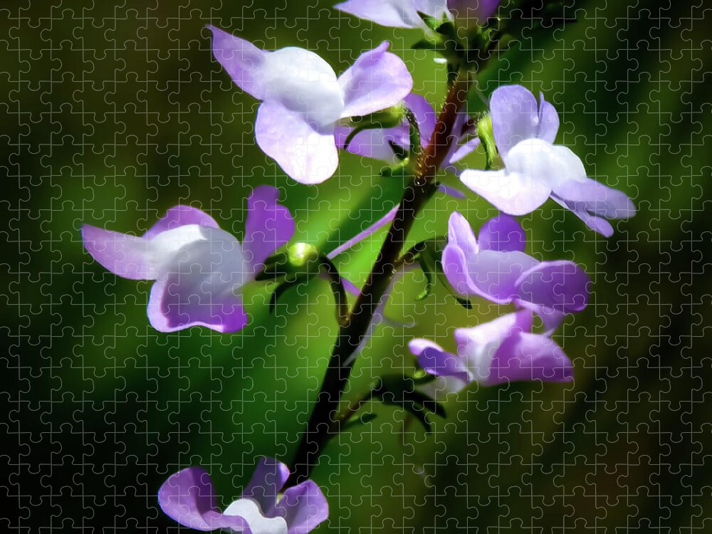 Nuttallanthus Canadensis Jigsaw Puzzle featuring the photograph Blue Toadflax by Gena Herro