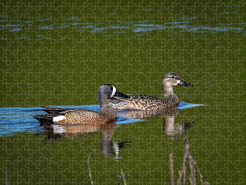 Animals Jigsaw Puzzle featuring the photograph Blue Winged Teal by Brian Shoemaker