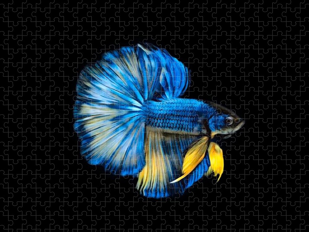 Blue With Yellowfins Halfmoon Betta Fish On Black Background