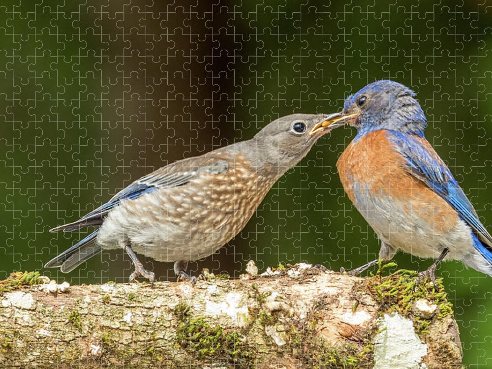 Bluebird Being Fed Jigsaw Puzzle featuring the photograph Bluebird Being Fed by Jean Noren