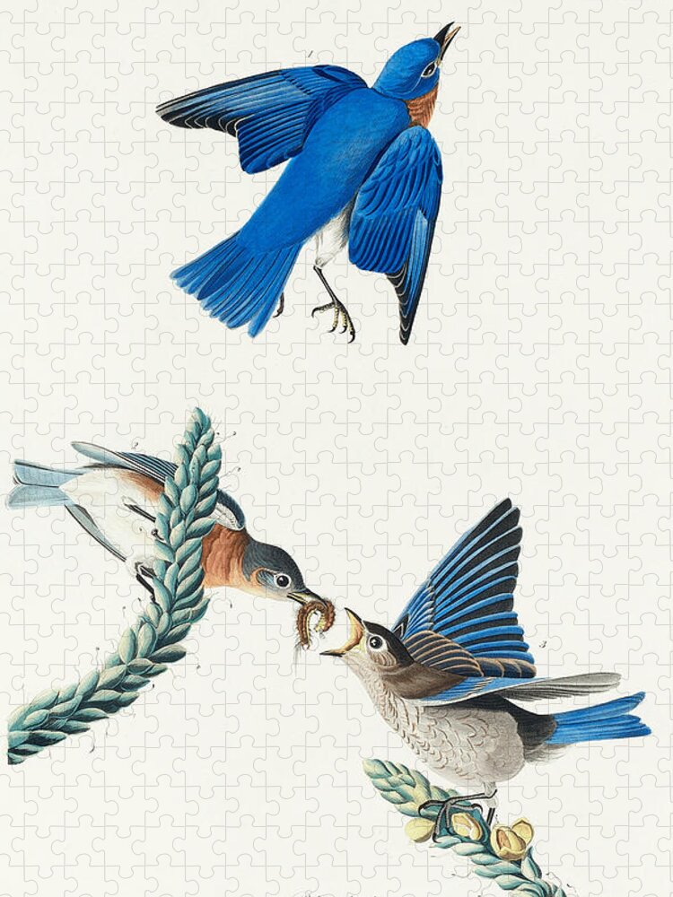 Bluebird Jigsaw Puzzle featuring the mixed media Bluebird. John James Audubon by World Art Collective