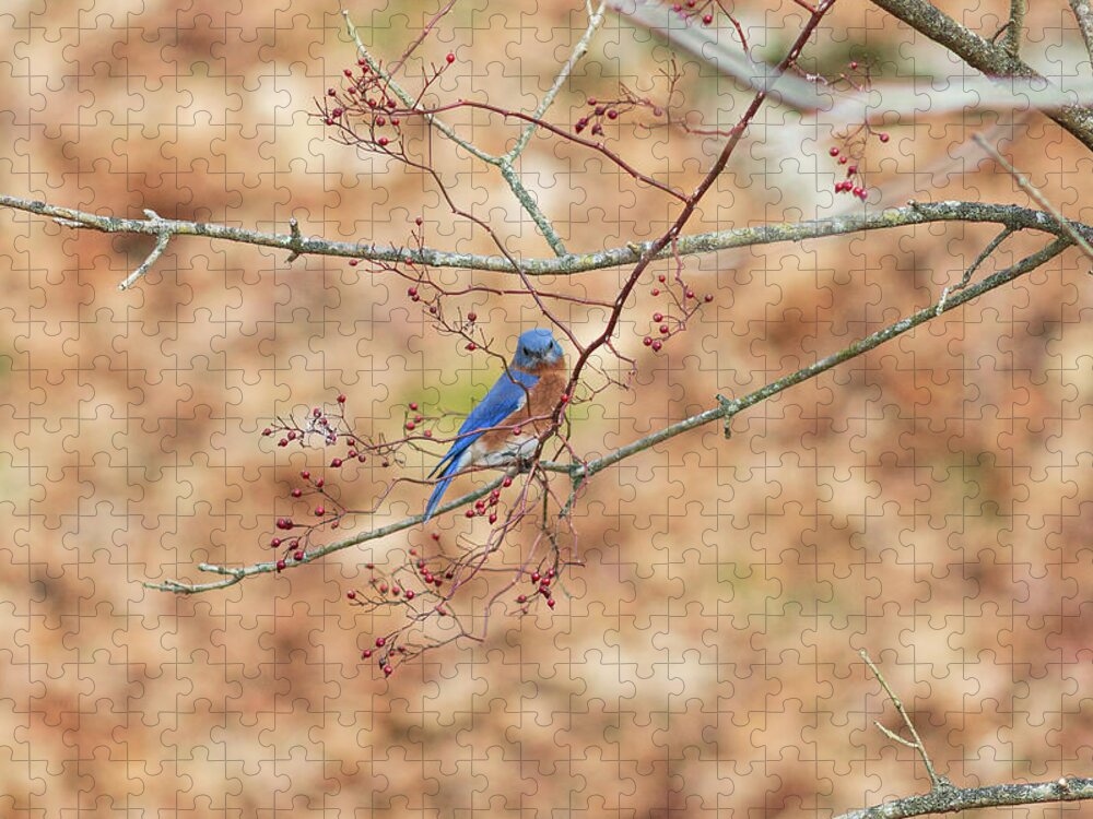 Bird Jigsaw Puzzle featuring the photograph Bluebird on a Branch by Amelia Pearn
